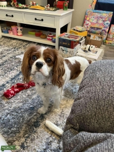 Beautiful Cavalier King Charles purebred  Listing Image