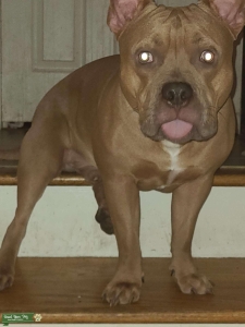 Looking to Stud my male bully Listing Image