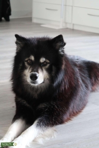 Husky - Samoyed Mix  Listing Image