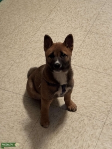 Shina Inu Stud Listing Image