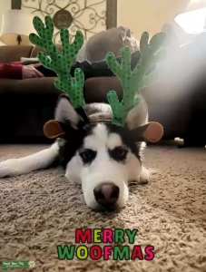Black and white husky  Listing Image