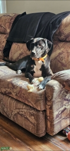 Boxer/Lab looking for bf Listing Image
