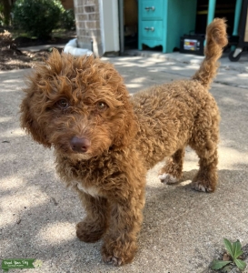 Mini F1bb Goldendoodle Stud Listing Image