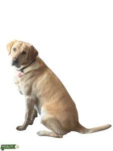 3 yr old AKC Pure Bred Yellow Lab to Stud Listing Image