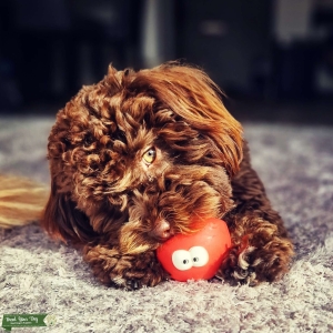 F2 Shihpoo Female Listing Image