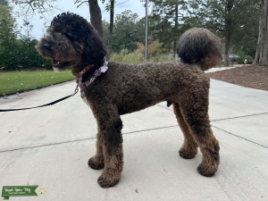 Tri-color Tuxedo Phantom F1BB Goldendoodle Stud Listing Image