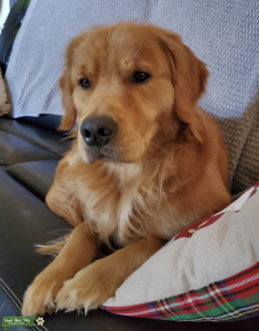 Beautiful Stud Golden Retriever Listing Image
