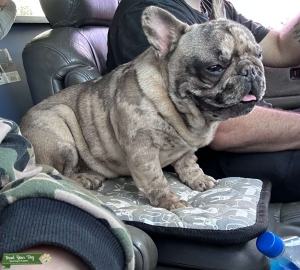 Merle French bulldog stud  Listing Image