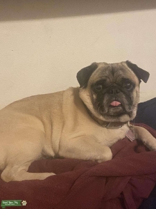 Pug stud Listing Image