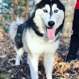 Full Breed Siberian Husky  Listing Image