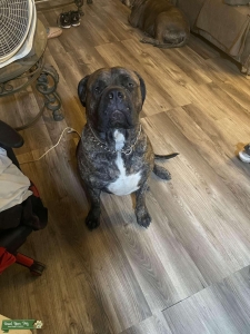 Corso/ Presa/ Bullmastiff Friendly female looking for mate Listing Image
