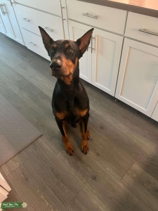 American Doberman 4years old  Listing Image