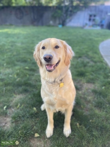 Golden Retriever needing a Stud Listing Image