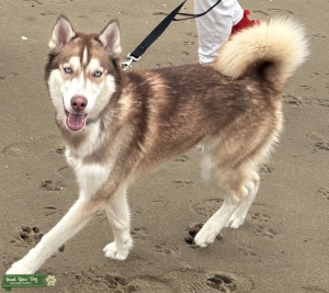 Purebred Red Husky Listing Image