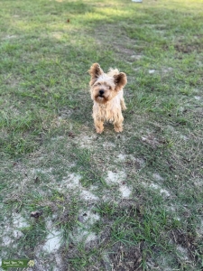 Yorkie  Listing Image