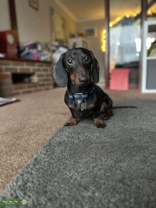 Rolo boy for stud  Listing Image