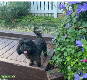 Havanese female  Listing Image