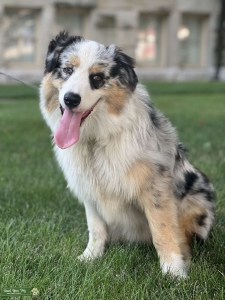 Stunning Australian Shepherd Blue Merle Listing Image
