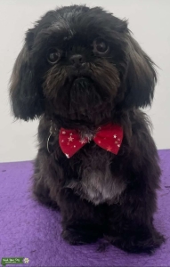 Miniature shih tzu Listing Image