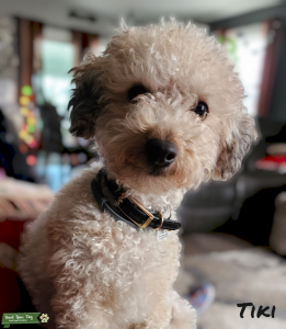 Toy poodle looking for toy sized mate Listing Image
