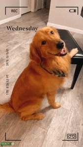 Golden Retriever Stud Listing Image