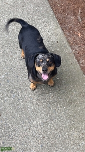 Chiweenie stud! Listing Image