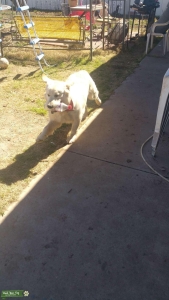 Looking for a Golden Bitch for a Golden Stud ld Listing Image