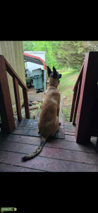 Belgian Malinois Listing Image