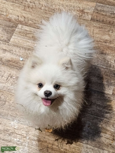 AKC Gorgeous blue eyed pomeranian stud Listing Image