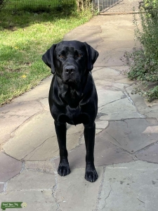 Labrador Retriever Stud Listing Image