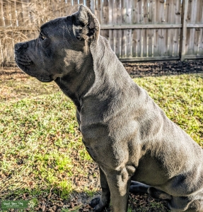 Simmee the Silver Listing Image