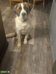 Saint Bernard looking for stud Listing Image