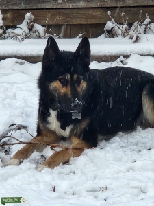 German Shepherd husky mix Listing Image