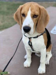 Black Tan & White Tri-color Beagle Listing Image