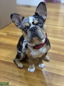AKC Tri-Merle French Bulldog with Blue eyes Listing Image