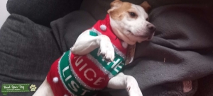 Beagle Listing Image