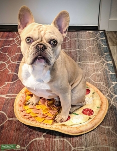 Compact AKC French Bulldog Listing Image