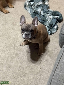Blue Fawn Muriel Frenchie available for stud Listing Image