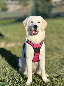 AKC English Cream Golden Retriever Listing Image