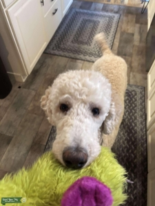 Pure poodle looking to make some puppies! Listing Image