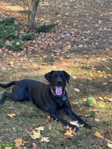 Pure Bread Black Lab looking to breed Listing Image