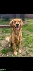 Akc golden retriever stud Listing Image