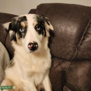 Purebred Blue Merle NBT Listing Image