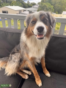 Tri Blue Merle Stud Listing Image