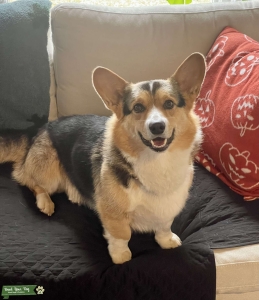 Tri-Colour Pembroke Welsh Corgi  Listing Image