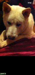 Pure white American Akita Stud Listing Image