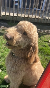 Golden Doodle Stud Listing Image