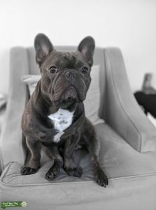 Blue Brindle French Bulldog Stud Listing Image