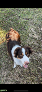 Red tri color Australian shepherd Listing Image