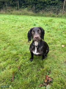 Working Cocker Listing Image